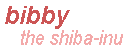 bibby, the shiba-inu